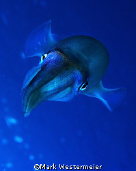 Here's looking at you - Image of squid taken in Bonaire w... by Mark Westermeier 
